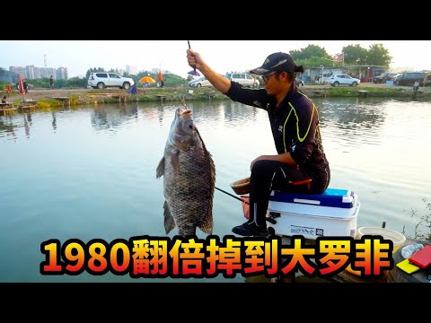 The boss took on the challenge of the "madman"! A massive tilapia, worth 1980, doubled in value! ...
