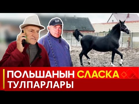 Польшанын СЛАСКА жылкылары // ТУЛПАР көрсөтүүсү