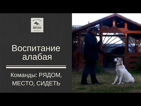 [Дрессировка щенка алабая] Команда РЯДОМ, СИДЕТЬ, МЕСТО