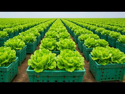 Grow Fresh, Crisp Lettuce in Plastic Tubs Easily