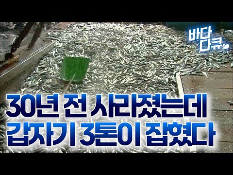 사색이 된 선원들. 분명 30년 전 없어졌다는 고기가 미친듯이 올라온다 / 가자미잡이 / #바다다큐