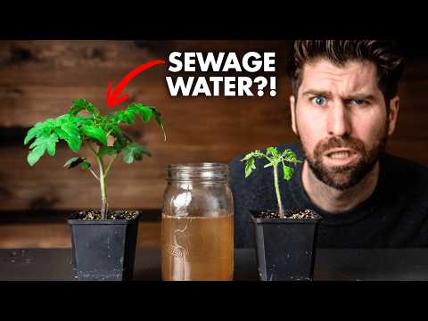 Tap vs. Sewage Water: What's best for watering your seedlings?