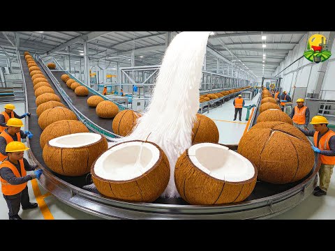 How millions of tons of coconuts are harvested and processed | from shell to oil, water, and fiber