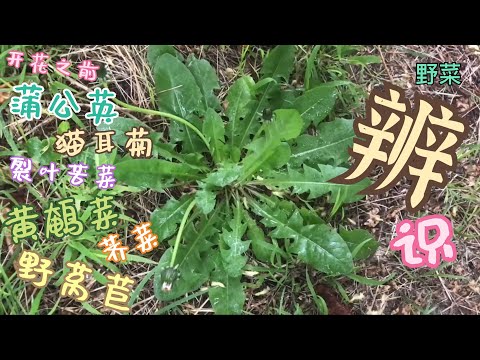 蒲公英 猫耳菊 裂叶苦菜 荠菜 黄鹌菜 野莴苣 辨别