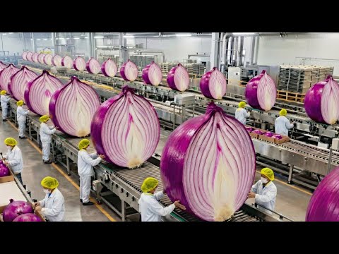 Inside America’s Largest Onion Factory: 100 Tons Daily, Zero Tears Technology (Full Process)