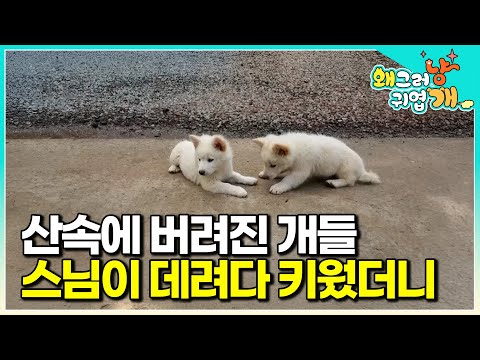 A miracle unfolds after a monk takes in a brother and sister puppies abandoned in the mountains.....