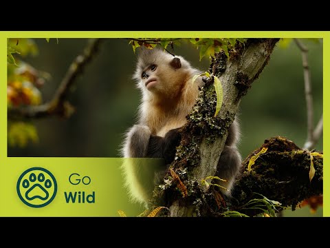 Mystery Monkeys of Shangri-La - Go Wild