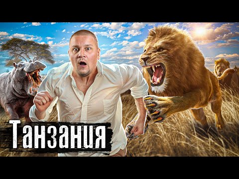 Сафари в Африке: Дикие животные с 2 метров / Как Люди Живут / Лядов @anton_lyadov