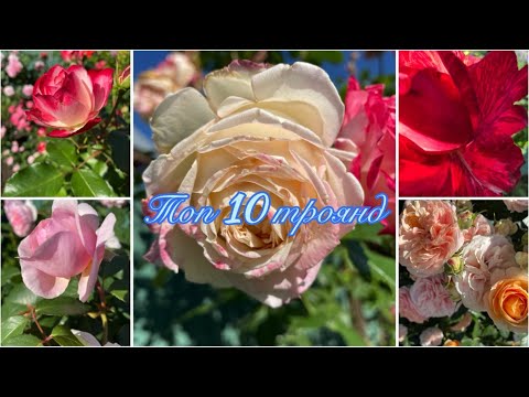 Top 10 roses I'll leave in the garden #roses #gardening