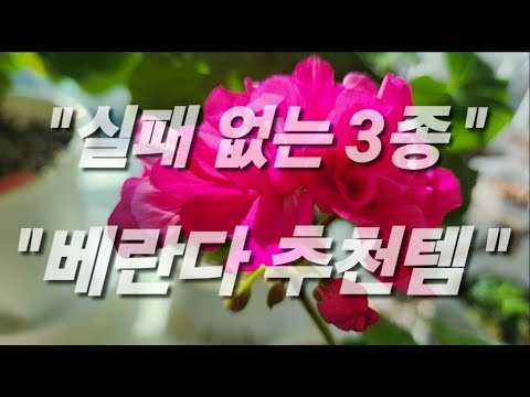 “베란다 식물 입문 추천템! 실패 없는 제라늄·삭소롬·사랑초”