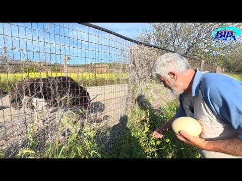 ΣΤΟΝ ΜΑΓΙΚΟ ΚΟΣΜΟ ΤΟΥ ΔΗΜΗΤΡΗ ΓΡΥΠΑΡΗ, ΤΩΝ ΣΤΡΟΥΘΟΚΑΜΗΛΩΝ ΤΟΥ ΚΑΙ ΤΩΝ ΑΥΓΩΝ ΤΟΥΣ!