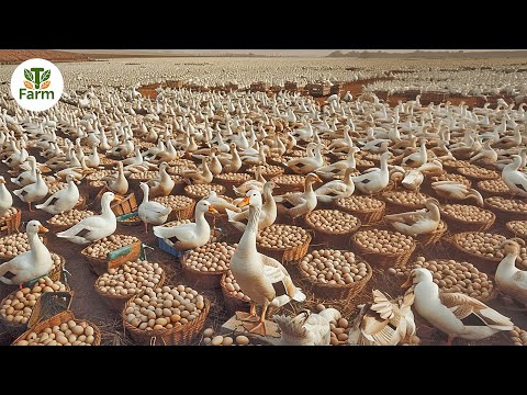 How Chinese Farmer Raise and Produce 4 Million Duck Eggs Everyday | Agricultural Documentary