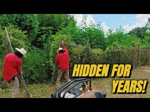 This Yard Was Hiding a SHOCKING Secret Under the Overgrowth…