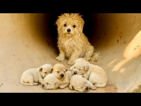 A litter of puppies is hidden in the cave 🐶, and my story with the dog mom’s family has begun ❤️