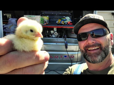 BEST NO-NONSENSE EASY GUIDE to RAISING YOUR NEW BABY CHICKS with success!