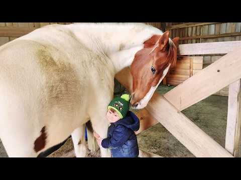 This Giant Horse is Excited to Meet His New Little Friend
