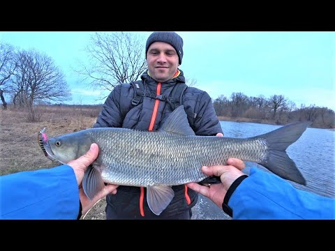 Catching Asp on Spinning. Fishing on Desna