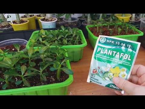 АДЕНИУМЫ.   ПОСЕВ.  УДОБРЕНИЕ для МАЛЫШЕЙ.