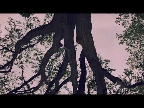 The Tree a short by Tim Sparks