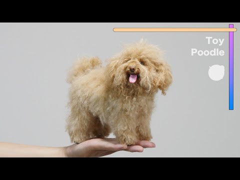 Making a Toy Poodle with Needle Felting