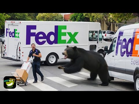 Wild Animals Invading Cities Caught on Camera #15