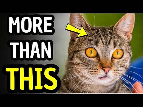 Tabby Cat Facts Most Owners Never Notice