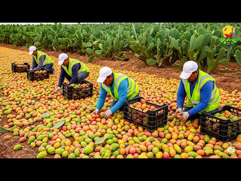 CÓMO se CULTIVAN y COSECHAN MILLONES de NOPALES y PITAYAS 🌵| El ORGULLO AGRÍCOLA de MÉXICO