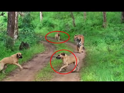 Tiger Surrounded By a Pack of Kangals! Who Will Win?