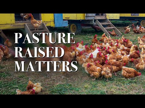 Why Pasture Raised Matters for Chickens | 8 Hands Farm