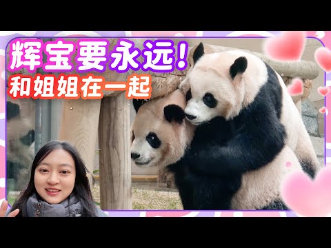Panda Hui Bao hugging Rui Bao tightly and giving fierce kisses💕always wants to stay with her sister🐼