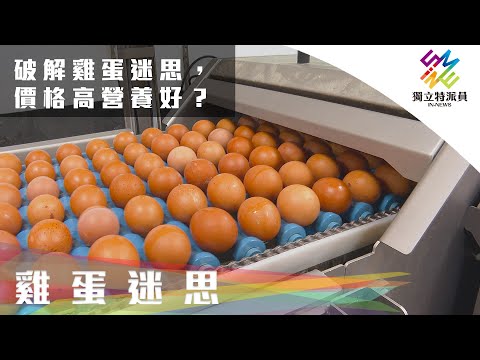 破解雞蛋迷思，價格高=營養好？｜獨立特派員 第702集 (雞蛋迷思)