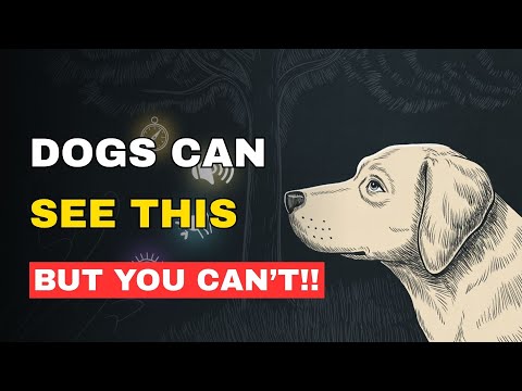 11 STRANGE Things ONLY Dogs Can See And Hear But You Can't!