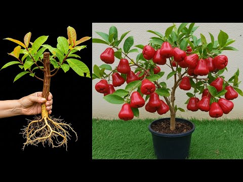🌱Great Method To Grow Java Apple _ Mango and Guava Tree From Cutting At Home #mango #plants