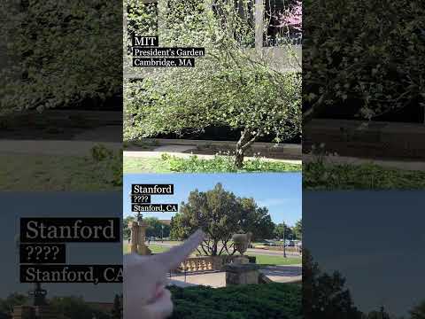 The Newton Trees at MIT and Stanford #shorts