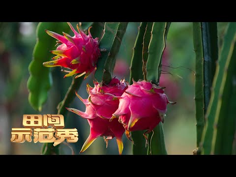 他拥有10年火龙果种植经验,究竟有什么养殖妙招能让火龙果产量激增?丨「田间示范秀」20220315