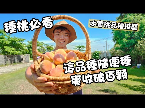 平地種水蜜桃也能爆產！種對品種你也能收破百顆【紅龍兄實測】這4個平地神品種絕對別錯過！平地水蜜桃品種推薦攻略
