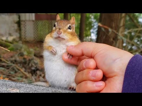 Best Moments With Little Precious Chipmunk Friends Compilation 2019