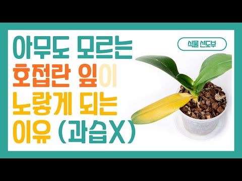 호접란 잎이 노랗게 되는 생각지도 못한 이유 한 가지 - 바크, 식물 의 영양 생장과 생식 생장, 질소 기아배경음악 완성 영양생장