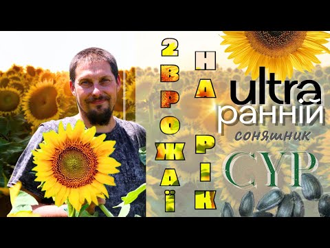 СОНЯШНИК-РЯТІВНИК ДЛЯ ПЕРЕСІВУ, ПІЗНЬОГО ПОСІВУ, ДРУГОГО ВРОЖАЮ ТА ЖОРСТКИХ УМОВ