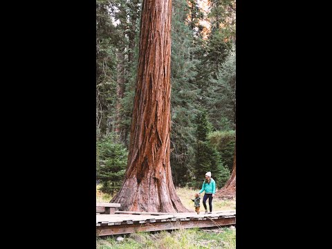 Get a Subaru. Send some love.