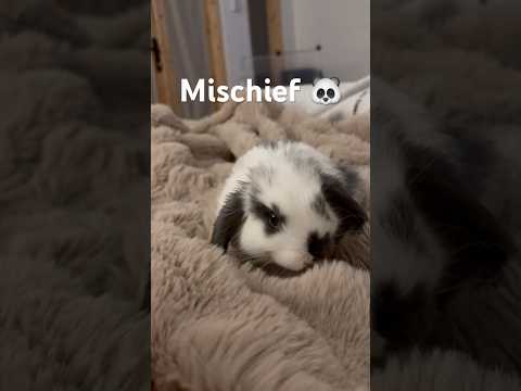 I think he looks like a panda 🐼 #bunny #rabbit #pets #cute