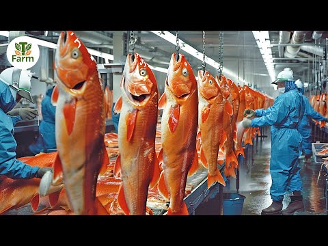 How Korean Farmers Raise and Process 100 tons Salmon Each Year | Agricultural Documentary