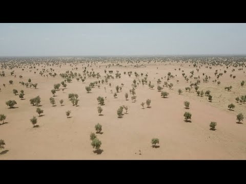 A fragile green wall in Africa • FRANCE 24