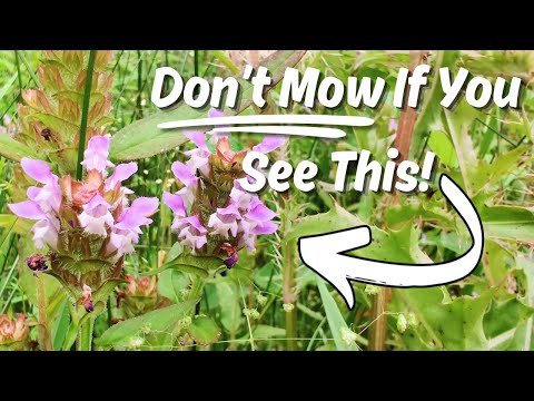 When You See This Purple Flower You Know You’ve Found a POWERFUL Medicinal Plant