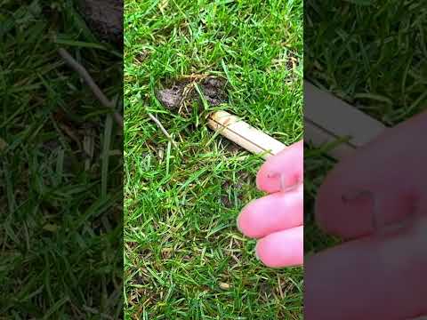 Summoning worms with vibrations