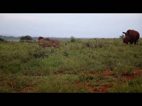 One of the few animals that will make a male lion move