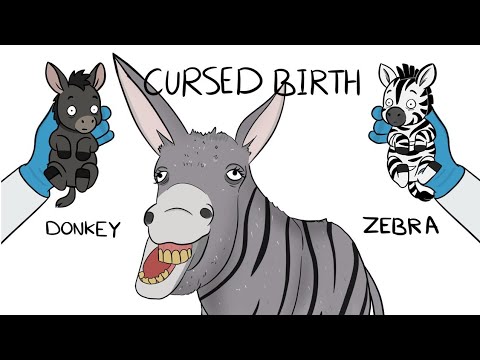 The Brutal Reality of Being a Zonkey