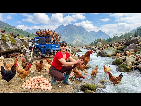 TIMELAPSE -- 226 Days Harvesting Many Giant Forest Chicken by the Stream, Caring for 1000+ Duck, Pig