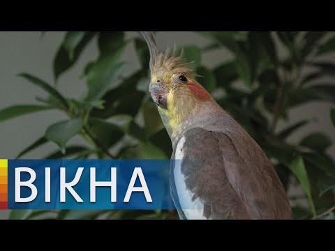 Выживал с голубями! Спасение попугая-бездомного в Киеве | Вікна-Новини