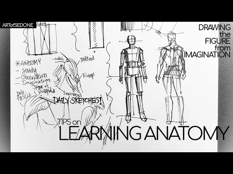 Drawing The Figure From Imagination Tips On Learning Anatomy